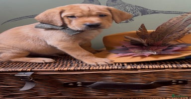 Labrador Retriever dogs - Advert 12