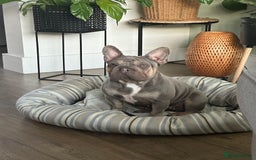 French Bulldog dogs for sale: Fluffy Frenchies - Image 11