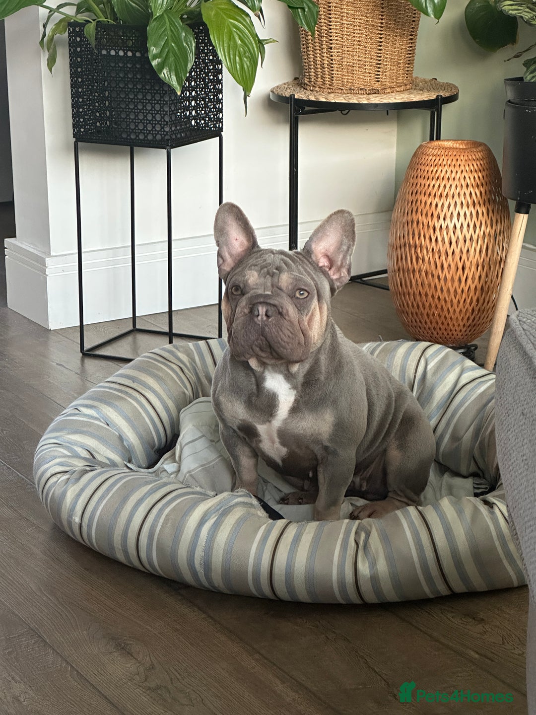 French Bulldog dogs for sale: Fluffy Frenchies - Image 11