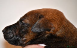 Belgian Shepherd Dog dogs for sale: Exceptional Herders from World-Class Lines - Image 14