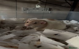 Rat rodents for sale: 3 male rats  - Image 6