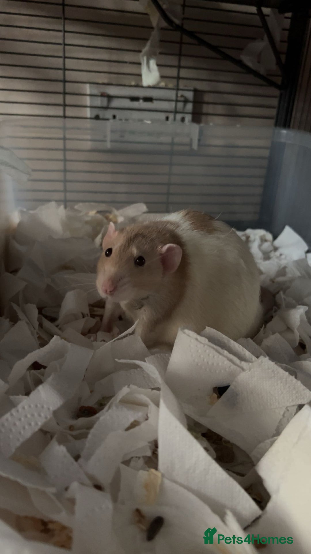Rat rodents for sale: 3 male rats  - Image 6