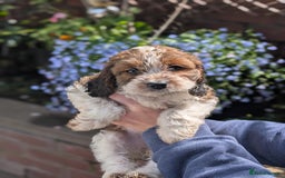 Cockapoo dogs for sale: Stunning Family Pets - Litter References Available - Image 3