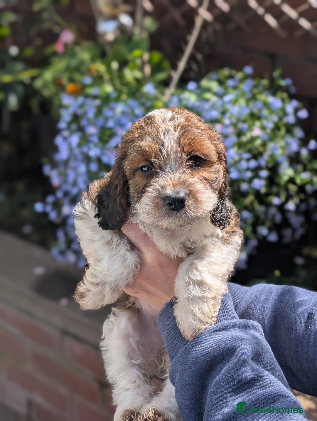 Cockapoo dogs for sale: Stunning Family Pets - Litter References Available - Image 3