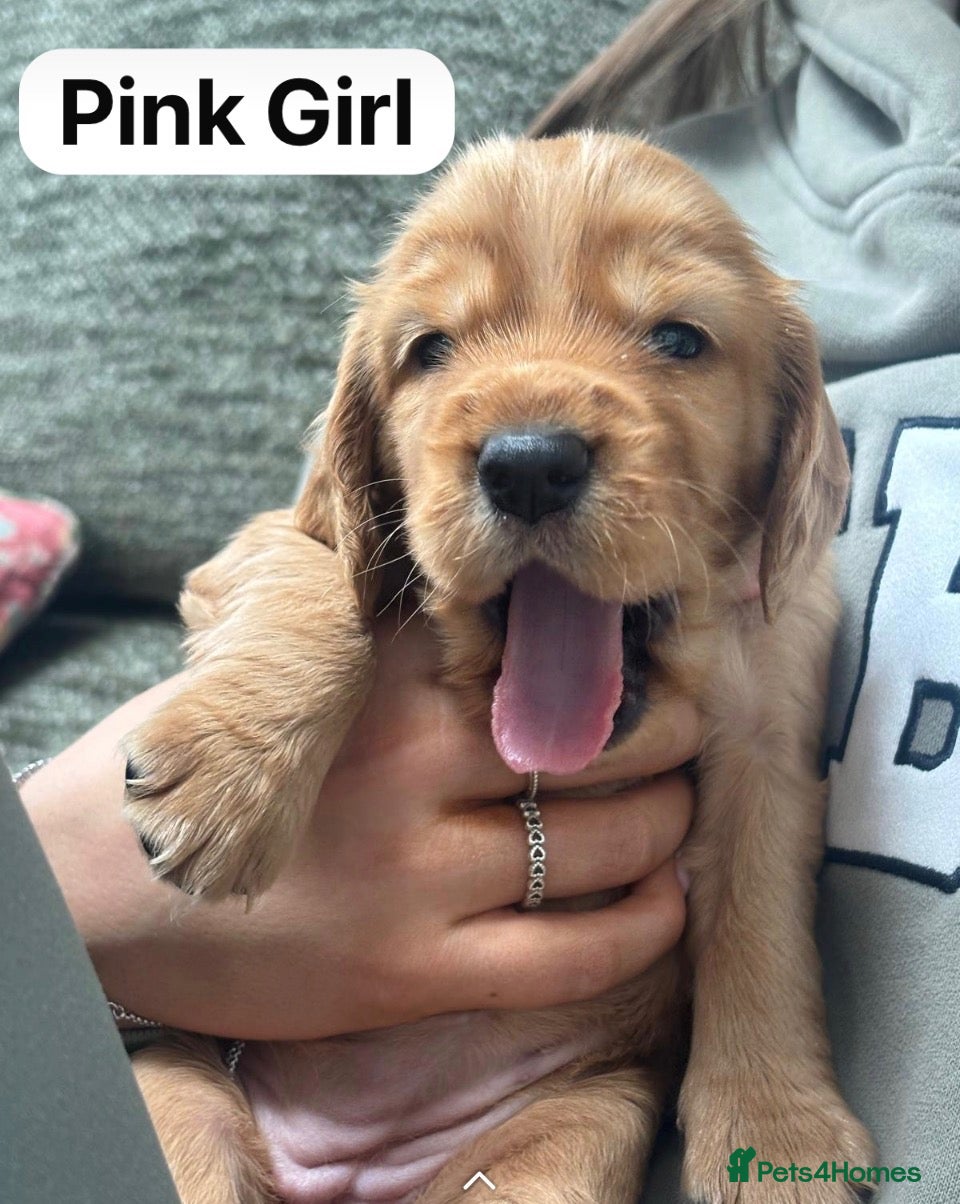 Cocker Spaniel dogs for sale: Litter of Kennel Club working Cocker Spaniels - Advert 2
