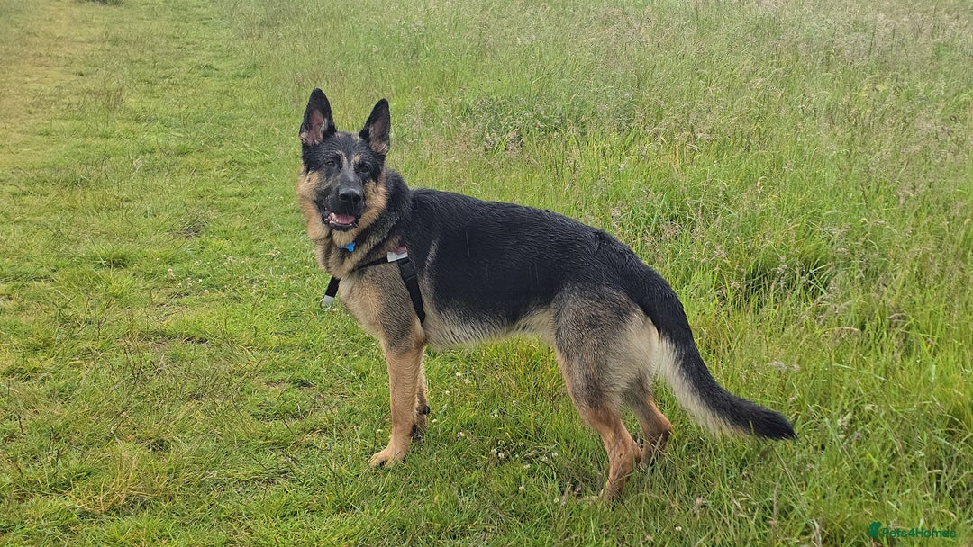German Shepherd dogs for sale: New home for Koa - Image 2