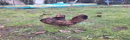 Chickens poultry for sale: Serama chicken  in Chester - Advert 2