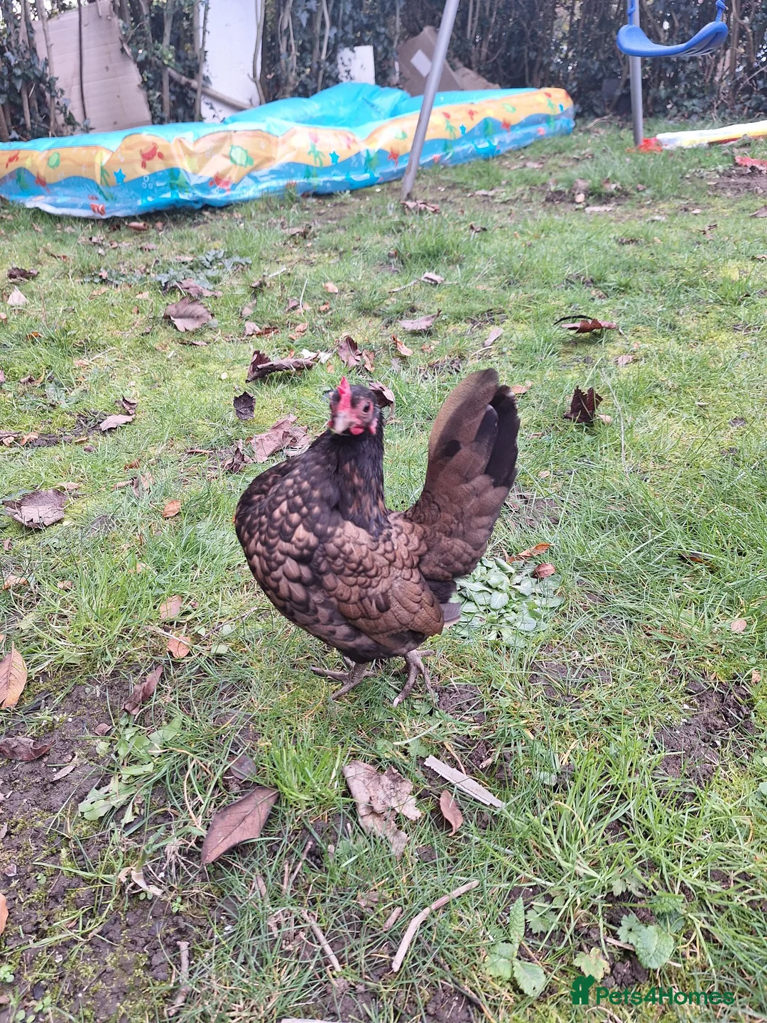 Chickens poultry for sale: Serama chicken  in Chester - Advert 2