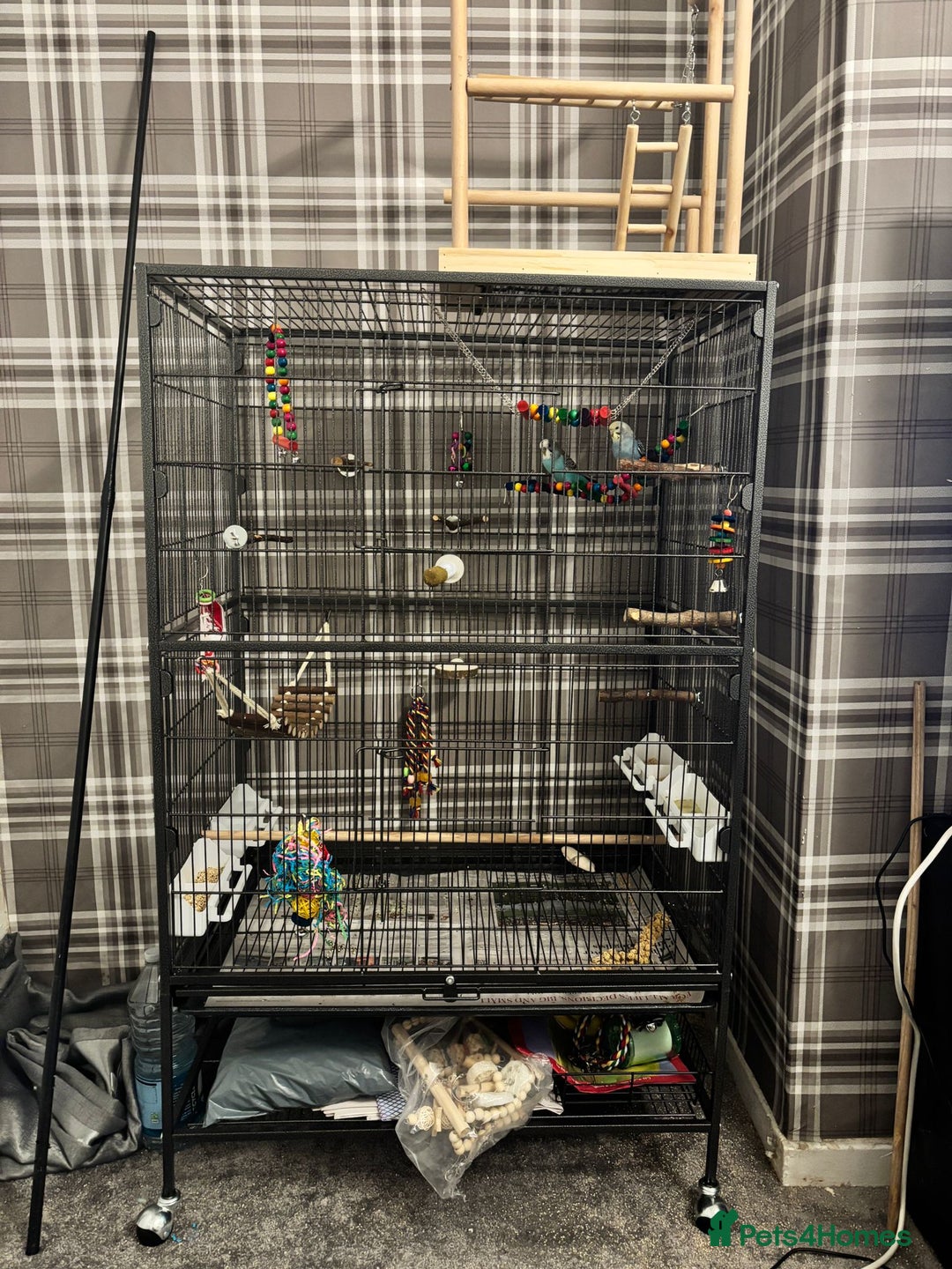 Budgerigars birds for sale: 2 budgies with full set up  - Image 5