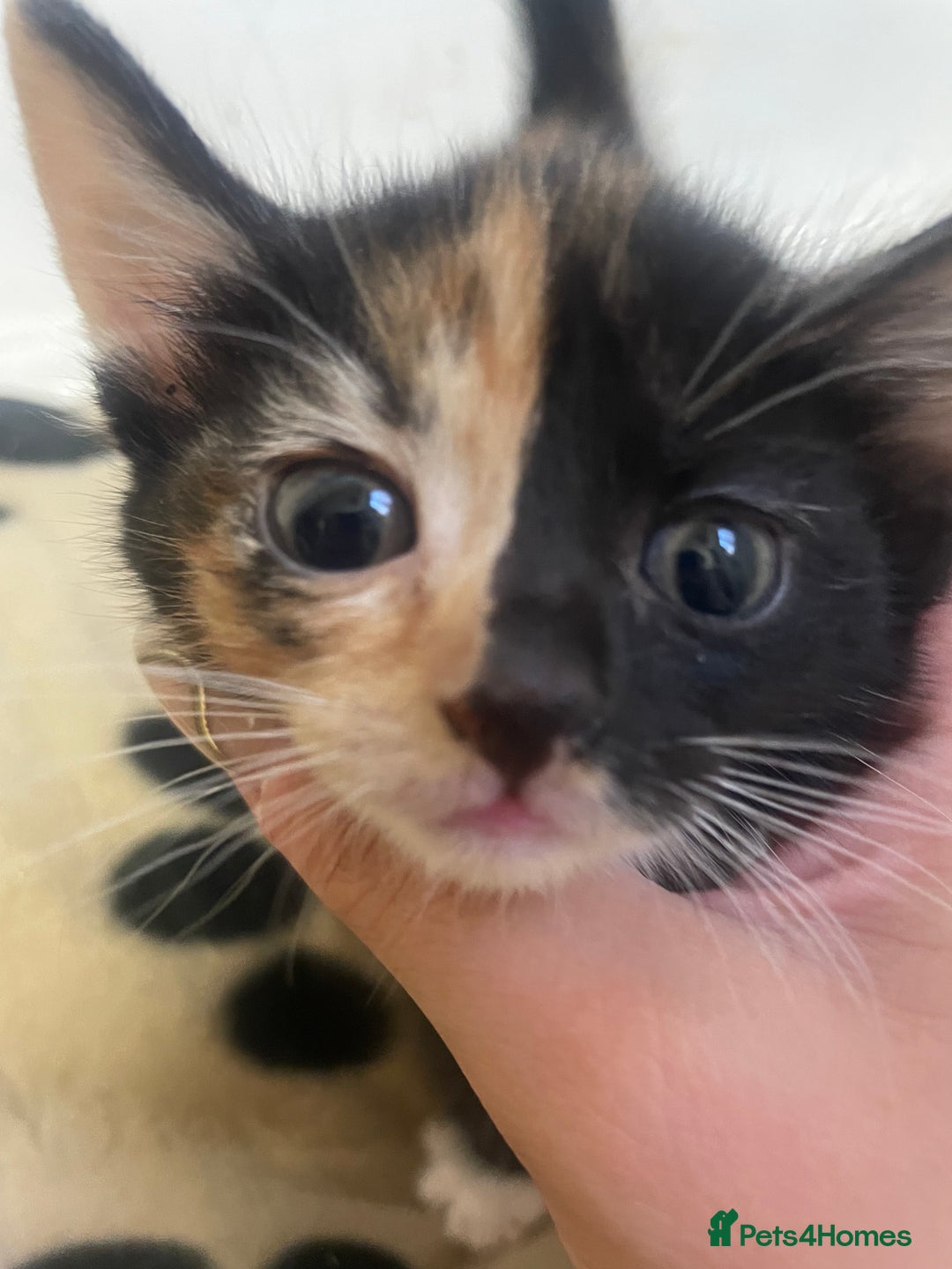Domestic Shorthair cats for sale: Beautiful kittens  - Image 3