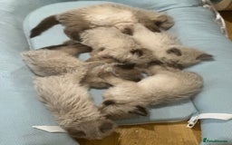 Ragdoll cats for sale: Beautiful family reared Ragdoll kittens  - Image 10