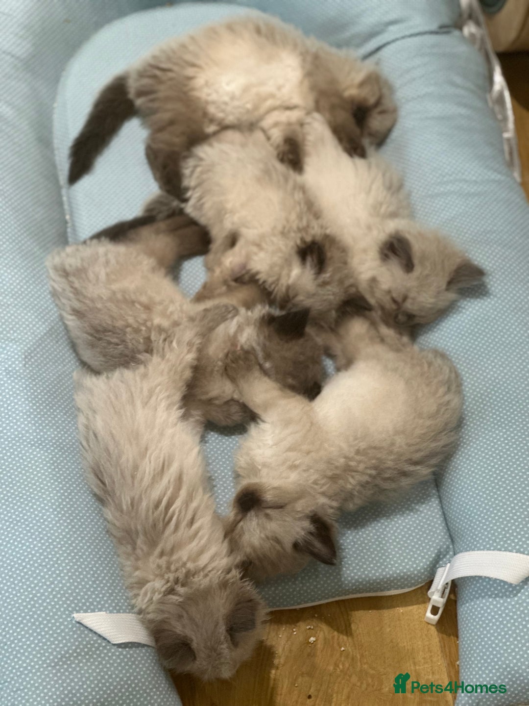 Ragdoll cats for sale: Beautiful family reared Ragdoll kittens  - Image 10