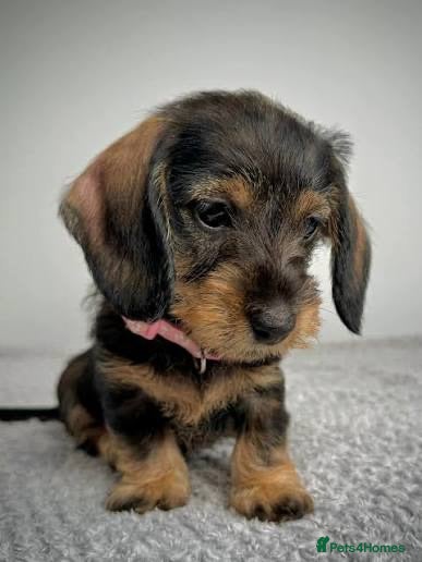 Dachshund dogs Wire haired Dachshund   - Advert 2