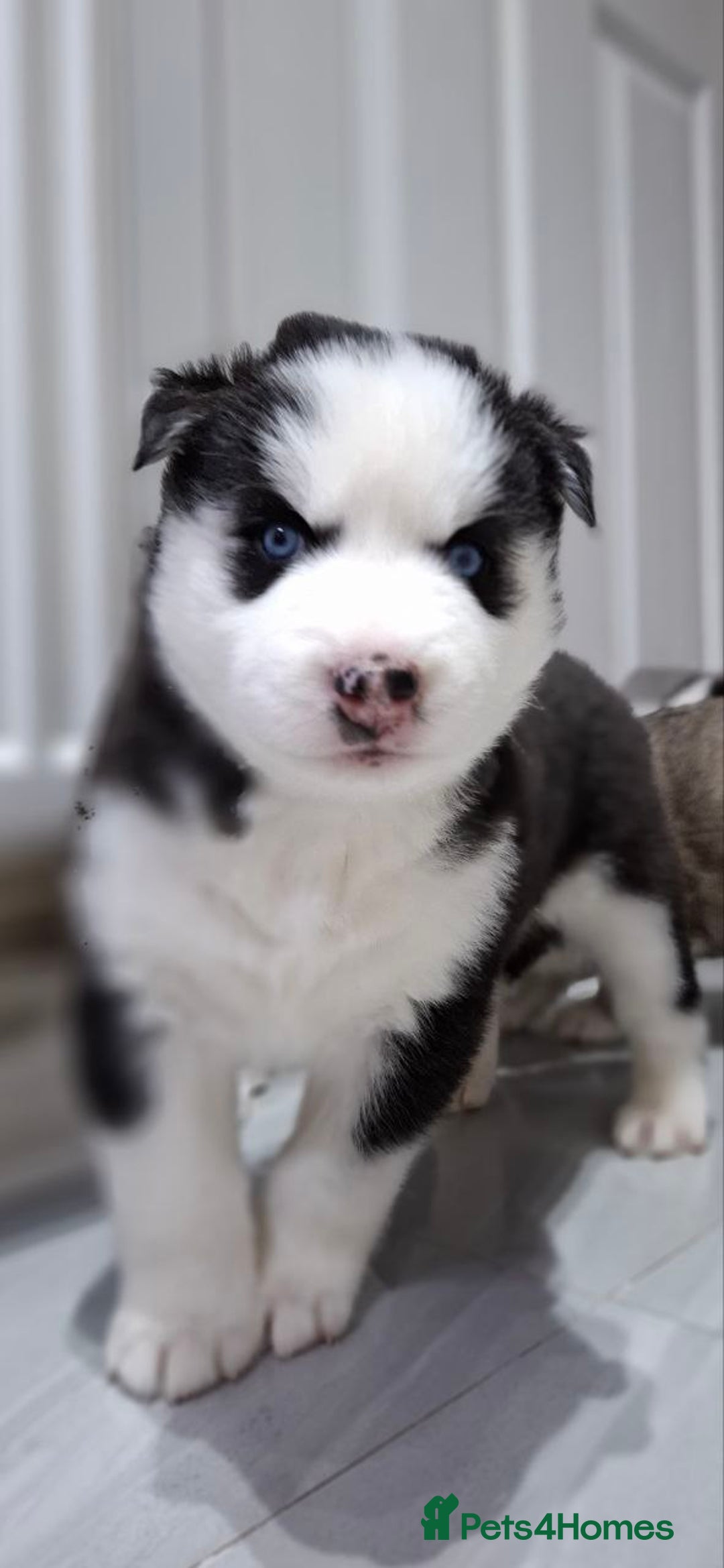 Siberian Husky dogs for sale: Siberian Huskies 1 Male 4 Female - Advert 33