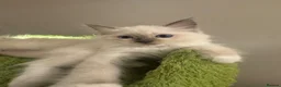 Ragdoll cats for sale: Pure Ragdoll Boys Available now  - Advert 4
