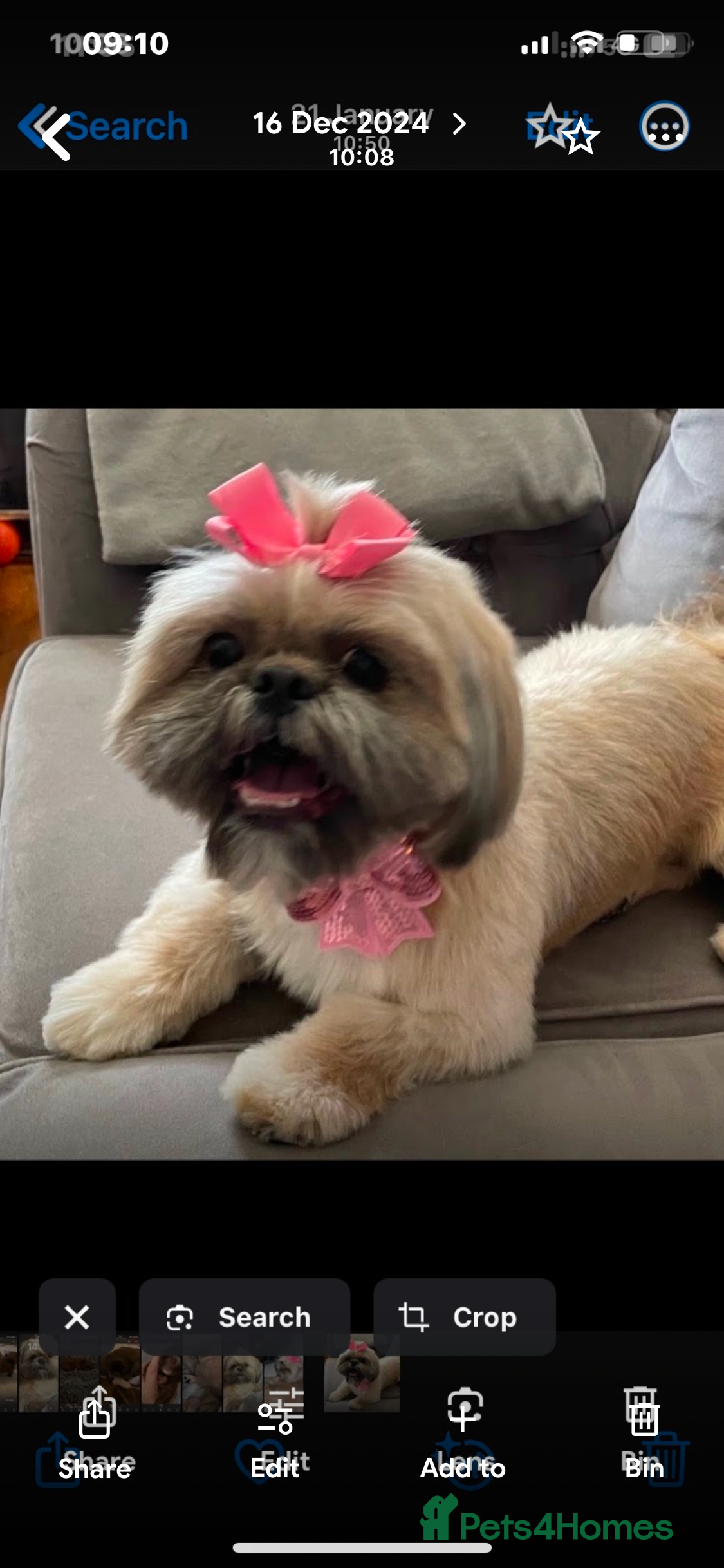 Shih Tzu dogs Beautiful shih tzu pups for sale  - Advert 17