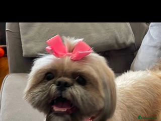 Shih Tzu dogs Beautiful shih tzu pups for sale - Advert 2