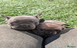 French Bulldog dogs for sale: Reduced! French bulldog male puppy  - Image 6