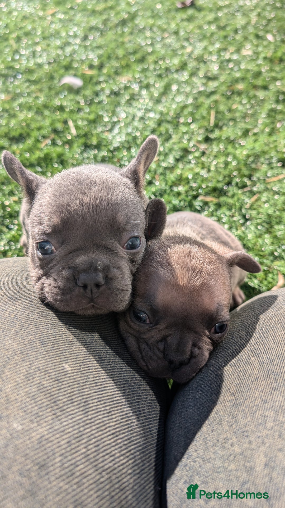 French Bulldog dogs for sale: Reduced! French bulldog male puppy  - Image 6