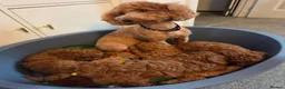 Mixed Breed dogs for sale: Miniature poodles girls in Waltham Cross - Advert 6
