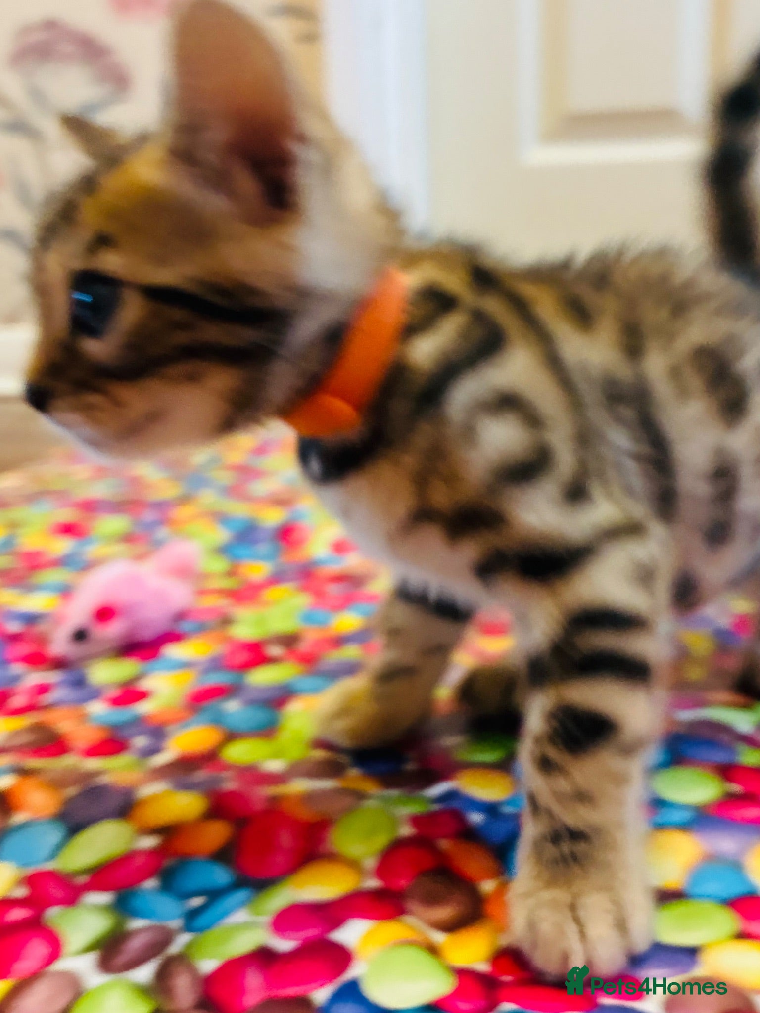 Bengal cats FINAL KITTEN!! Beautiful Bengal kittens .  - Advert 2