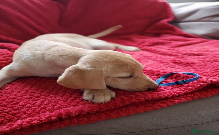 Labrador Retriever dogs - Advert 15
