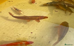 Koi Carp fish for sale: Brown Chagoi koi  - Image 2