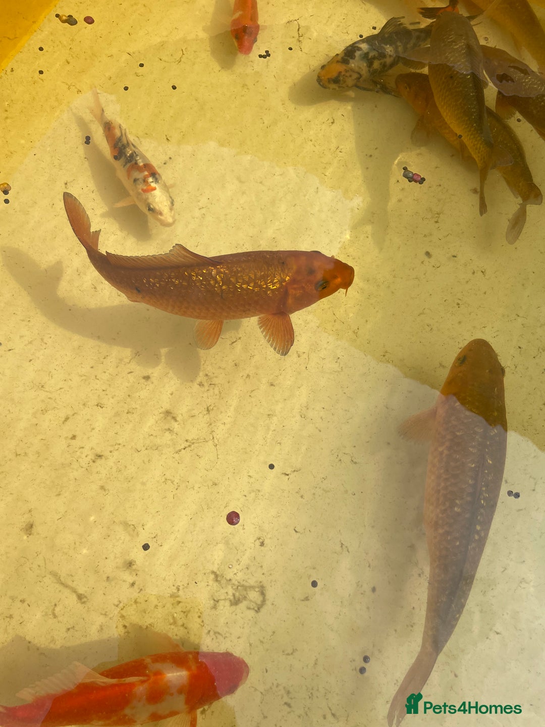 Koi Carp fish for sale: Brown Chagoi koi  - Image 2
