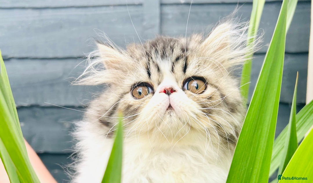Persian cats for sale: Ready!Persian GCCF Champions Healthy! in Ashton-under-Lyne - Image 26