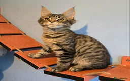 Maine Coon cats for sale: Ready to go!  Stunning Mainecoon Kittens  - Image 4