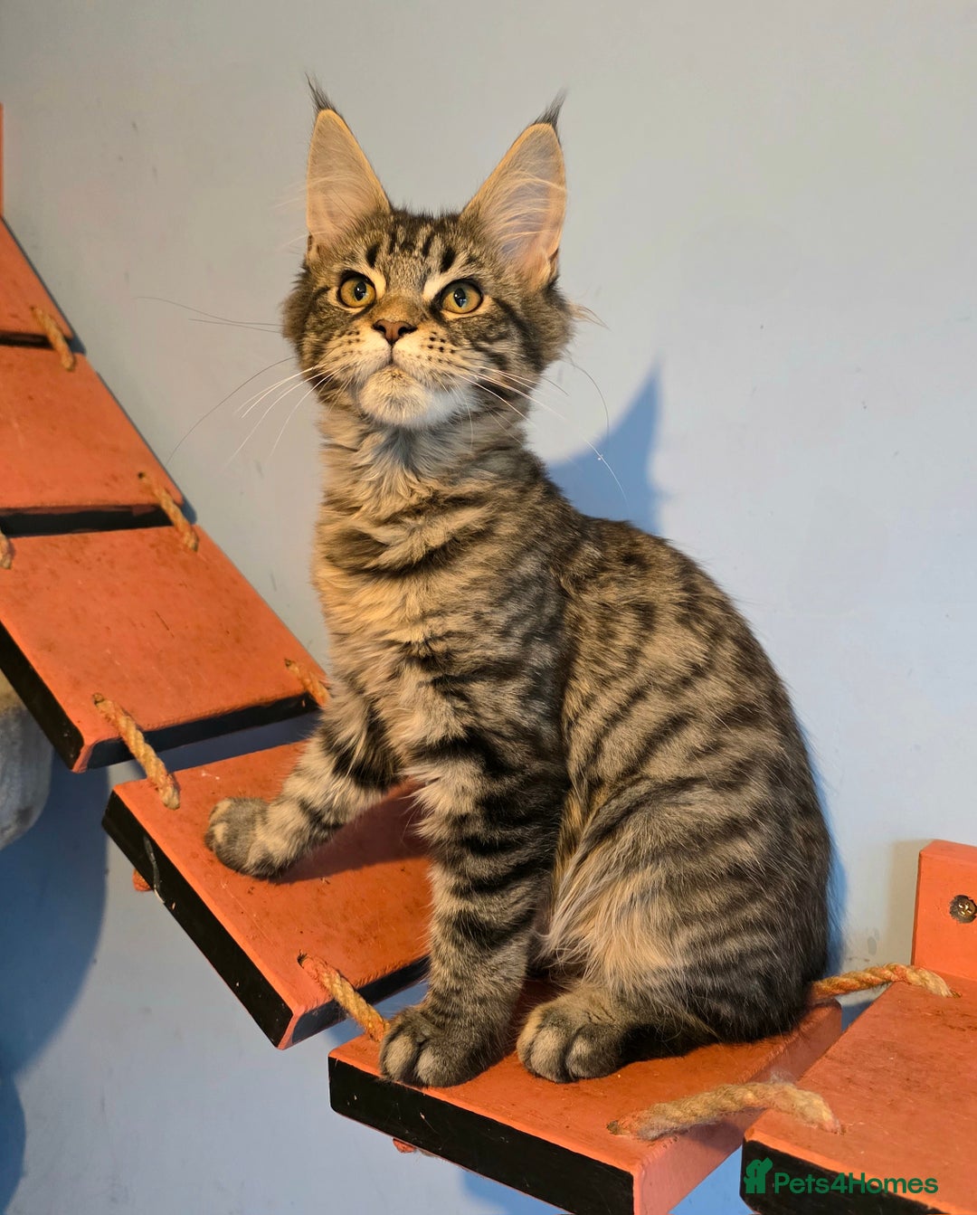 Maine Coon cats for sale: Ready to go!  Stunning Mainecoon Kittens  - Image 4