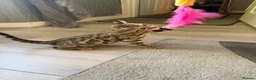 Bengal cats for sale: ⭐️ Ready now- STUNNING TICA REG ⭐️FEMALE BENGAL⭐️ - Advert 19