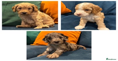 Cockapoo dogs - Advert 2