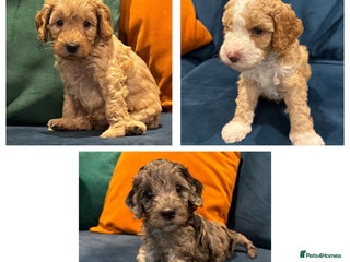 Cockapoo dogs - Advert 20