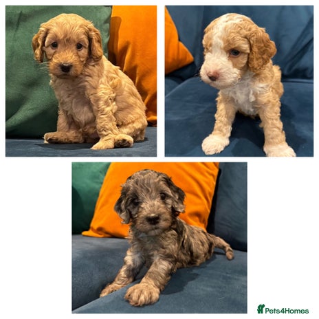 Cockapoo dogs - Advert 2