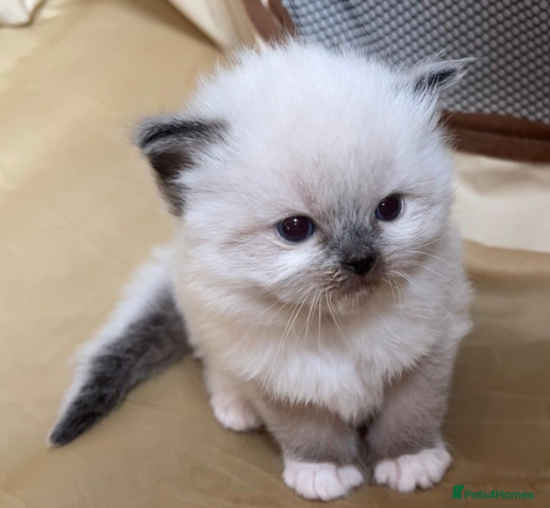 Ragdoll cats for sale: TICA RAGDOLL KITTENS GR EUR CHAMPION BLOODLINE🏆🏆 - Image 13