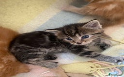Mixed Breed cats for sale: 4 ginger & 1 tabby kittens - Image 11