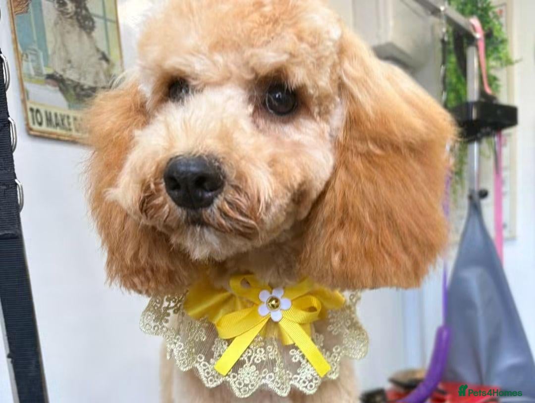 Cockapoo dogs Honey cockapoo female  - Advert 14
