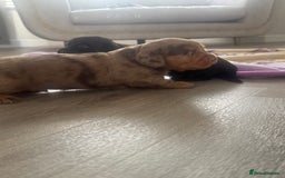 Miniature Dachshund dogs for sale: 3 Beautiful miniature longhair dachshund puppies - Image 18