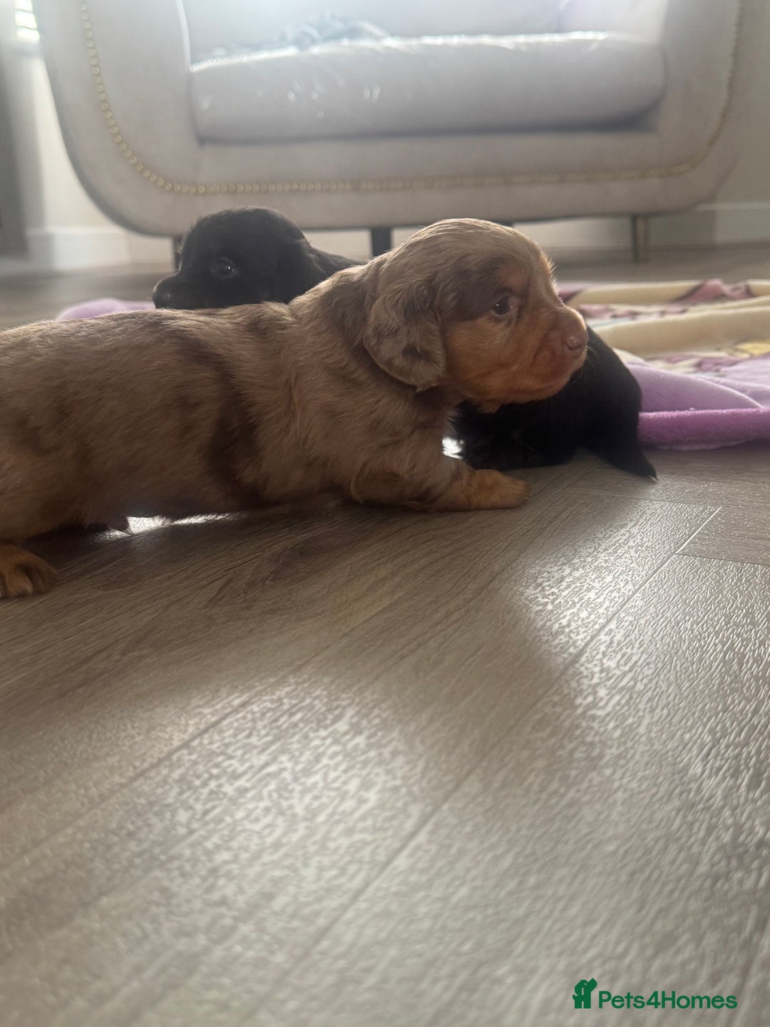 Miniature Dachshund dogs for sale: 3 Beautiful miniature longhair dachshund puppies - Image 18