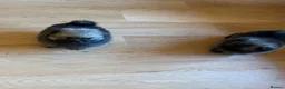 Pomeranian dogs for sale: Stunning KC Teddy Bear Pomeranians - Advert 14