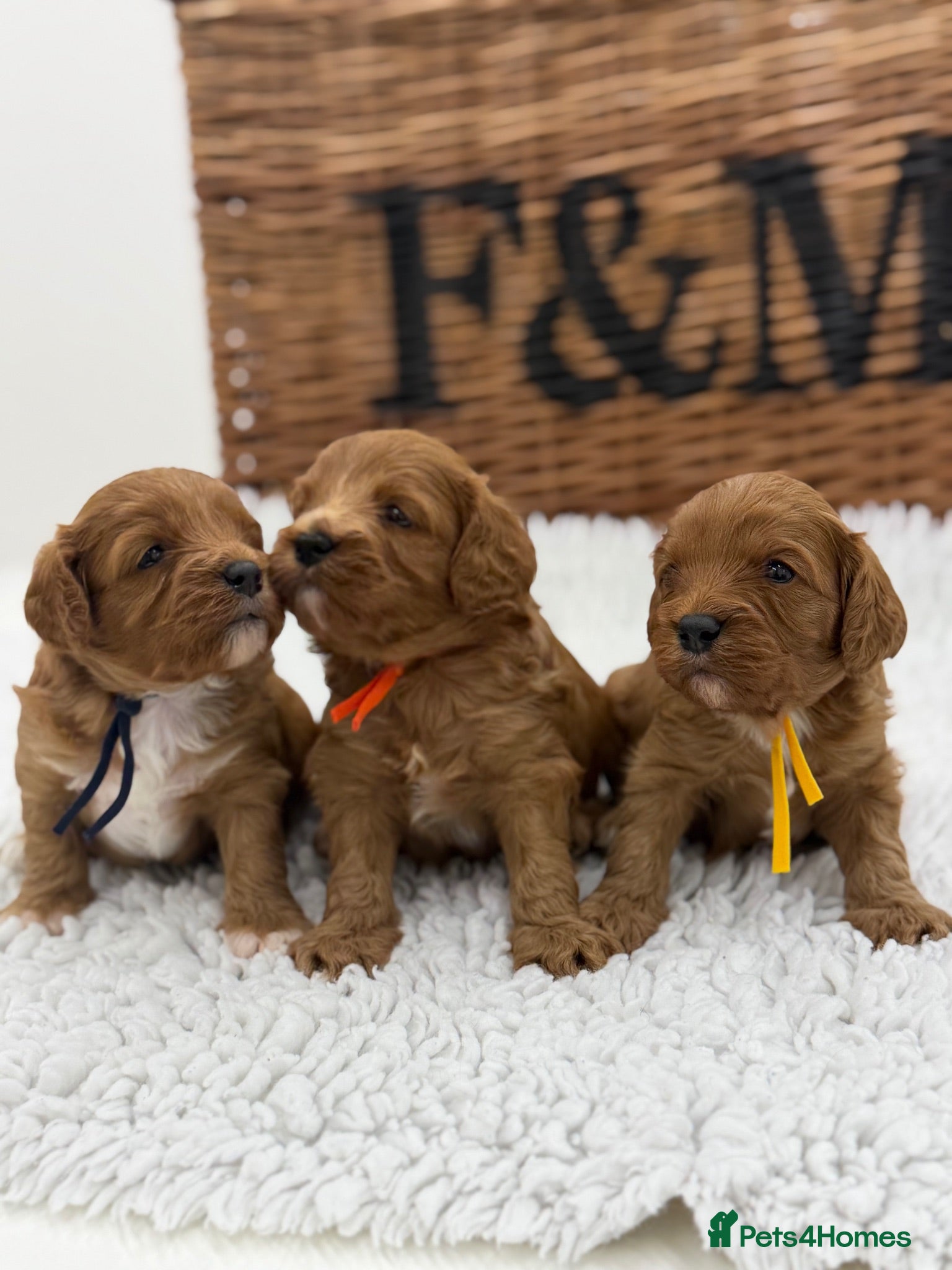 Cavapoo dogs F1 Health Tested Toy Cavapoos - Advert 1