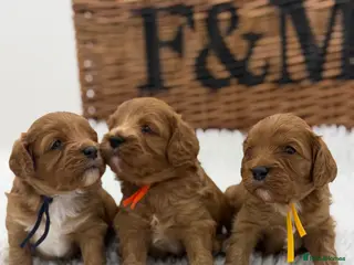 Cavapoo dogs F1 Health Tested Toy Cavapoos - Advert 1