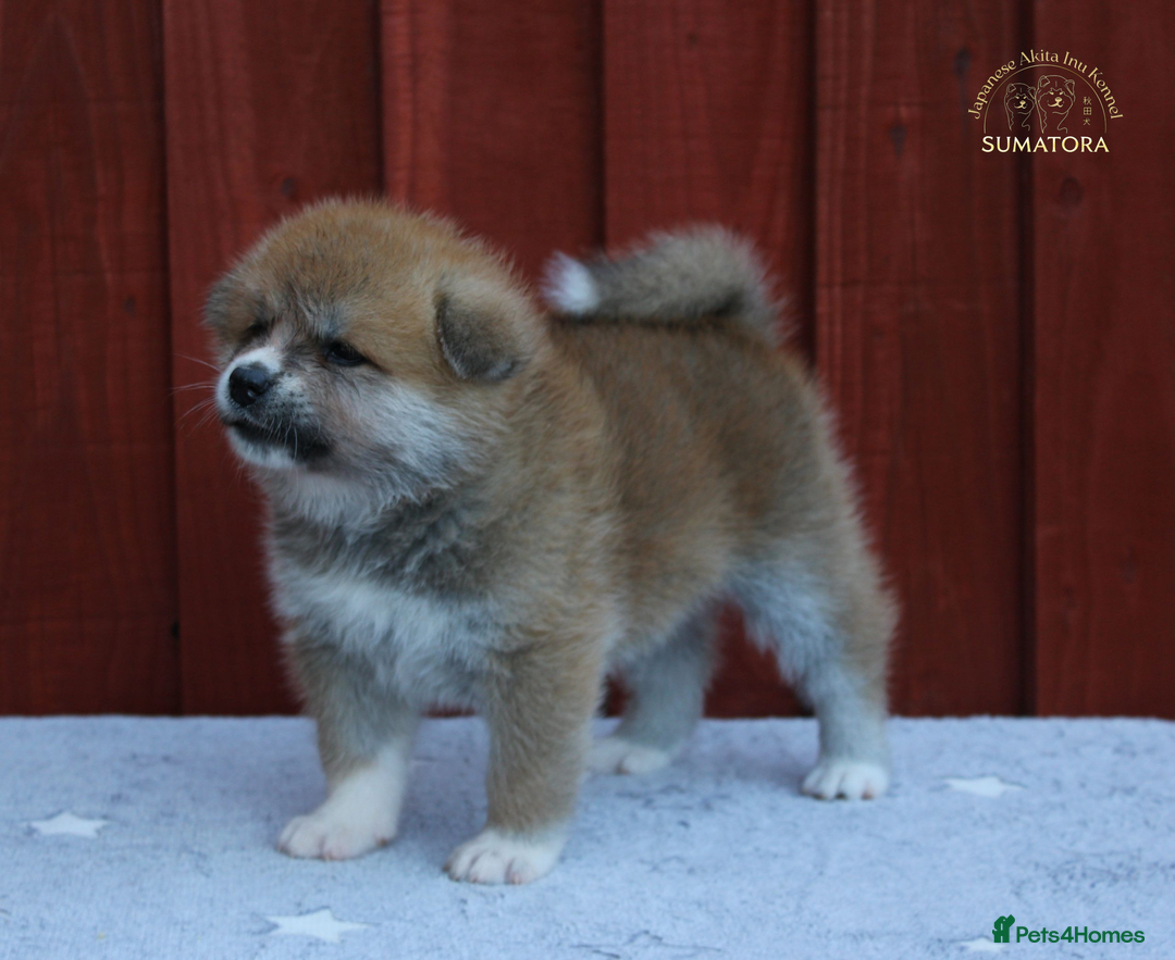 Japanese Akita Inu dogs for sale: ♥OUR PUPPIES ARRIVED♥ in Builth Wells - Image 18
