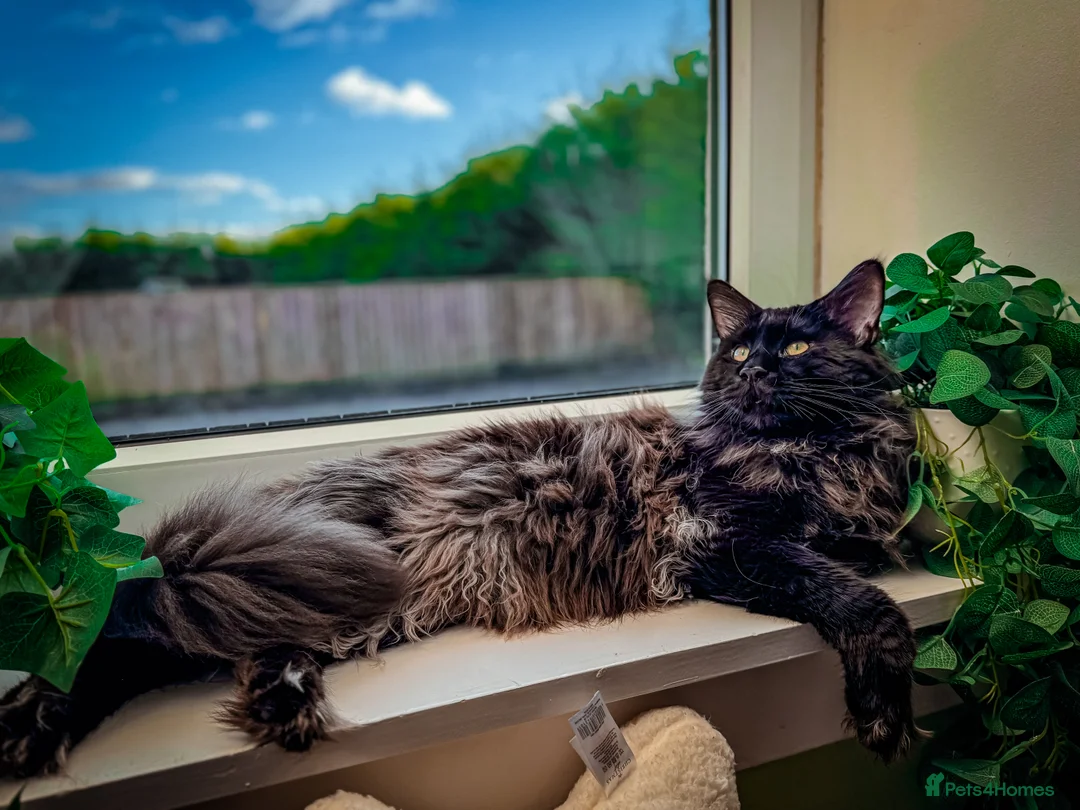 Maine Coon cats for sale: GCCF & TICA XXL MAINE COON (ACTIVE) - Advert 3