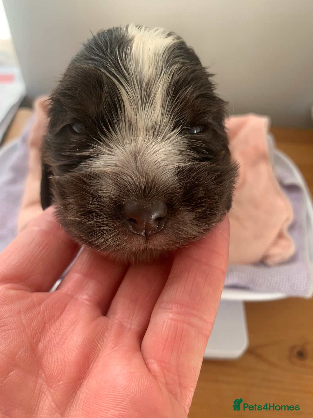 Cocker Spaniel dogs for sale: Beautiful show line cocker spaniel puppies  - Advert 31