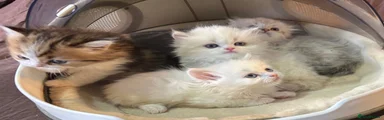 Munchkin Kitten 5