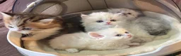 Munchkin cats for sale: Full Pedigree Munchkin Kittens - Advert 13