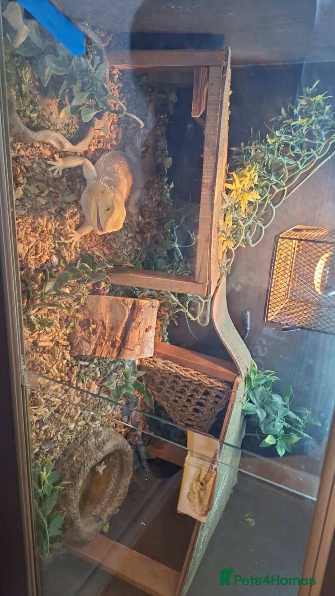 Bearded Dragon reptiles Bearded dragon and set up  - Advert 1