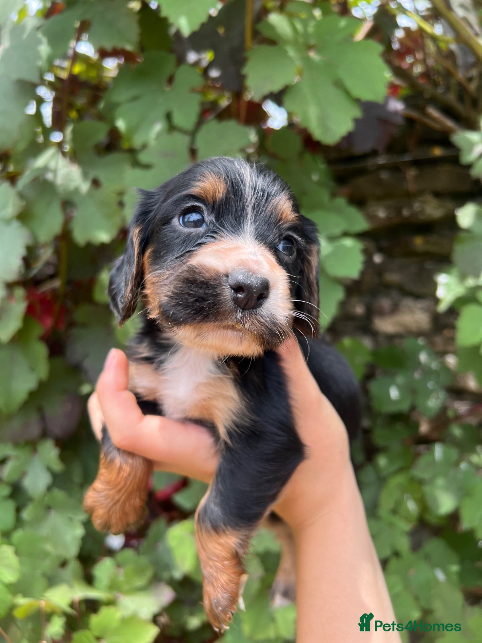 Cocker Spaniel dogs  Tri coloured working cocker spaniel puppies  - Advert 17